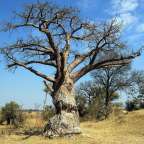 Ein Baum ohne Blätter steht in einem Feld
