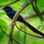 Ein schwarzer Vogel mit blauen Augen sitzt auf einem Ast