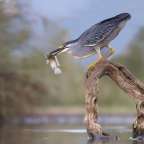 Ein Vogel sitzt auf einem Ast im Wasser mit einem Fisch im Schnabel