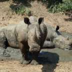 Ein nashorn steht neben einem nashorn , das im schlamm liegt