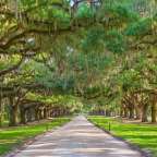 Zufahrt zur Boone Hall Plantation