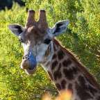 Eine Giraffe streckt ihre Zunge aus einem Baum