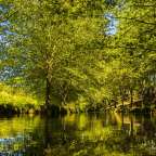Ein Fluss, der durch einen Wald fließt