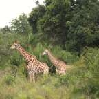Zwei Giraffen stehen nebeneinander in einem Feld