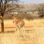 Ein Impala steht in einem Feld mit einem Baum im Hintergrund