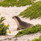 Ein Seelöwe sitzt auf einem Sandstrand