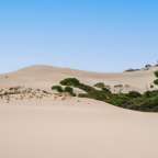 Eine Düne mit Bäumen und einem blauen Himmel dahinter