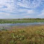 Ein großer Teich mit vielen Blättern im Wasser