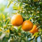 Zwei Orangen hängen an einem Baum mit grünen Blättern