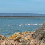 Eine Gruppe von flamingos schwimmt in einem See