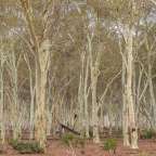 Fever Tree Forest
