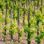 Ein Weinberg mit vielen Bäumen und Holzpfosten