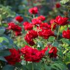 Viele rote Rosen wachsen in einem Garten
