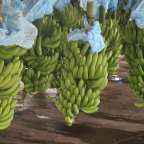 Ein Haufen Bananen hängt an einem Baum