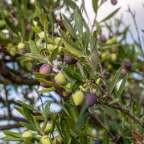 Eine Nahaufnahme eines Olivenbaums mit grünen und violetten Oliven