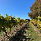 Ein Weinberg mit vielen Bäumen und Blättern