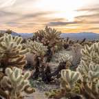 Eine Gruppe von Kakteen in der Wüste bei Sonnenuntergang