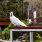Ein weißer Papagei sitzt auf einem Holztisch