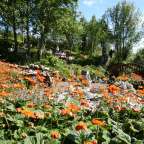 Ein Feld mit orangefarbenen Blumen und einem kleinen Haus im Hintergrund