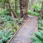 Lilly Pilly Gully Boardwalk