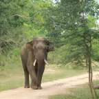 Wichtiger Korridor für Elefanten: Lunugamwehera