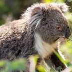 Koalas im natürlichen Lebensraum: Koala Conservation Reserve