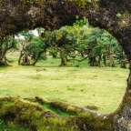 Lorbeerwald von Madeira