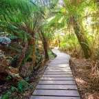 Maits Rest Rainforest Walk