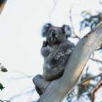 Koalas in freier Wildbahn: Kennett River Nature Walk