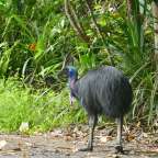 Kasuar am Etty Bay Beach