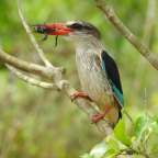 Reiche Vogelwelt