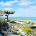 An einem sonnigen Tag erstreckt sich ein ruhiger türkisfarbener Ozean hinter sandigen Dünen, die mit trockenem Gras und einigen Büschen bewachsen sind, sowie einem einzelnen, knorrigen Baum.