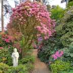 Ein Weg führt durch einen Garten voller blühender Rhododendronbüsche und Bäume, flankiert von einer Buddha-Statue.