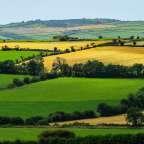 Das Bild zeigt eine grüne Landschaft mit goldenen Feldern und Bäumen.
