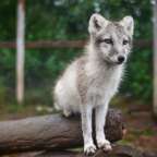 Arctic Fox Centre