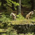 Zwei Wölfe stehen auf einem Felsen im Wald