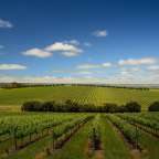 Ein Weinberg an einem sonnigen Tag mit blauem Himmel und Wolken