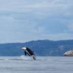 Ein Killerwal springt aus dem Wasser