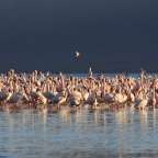 Eine große Gruppe von flamingos steht im Wasser
