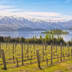 Ein Weinberg mit einem See und Bergen im Hintergrund