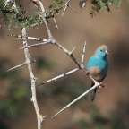 Ein blau-brauner Vogel sitzt auf einem Ast