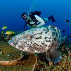 Ein Taucher schwimmt neben einem großen Fisch im Ozean