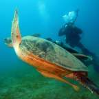 Eine Schildkröte schwimmt neben einem Taucher im Ozean