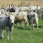Eine Herde grauer und weißer Kühe mit langen Hörnern