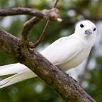 Ein weißer Vogel mit blauem Schnabel sitzt auf einem Ast