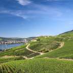 Ein Blick auf einen Weinberg mit einer Stadt im Hintergrund