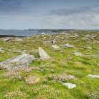 Ein Feld voller Blumen und Felsen mit Blick auf das Meer