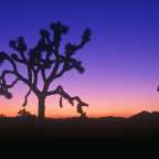 Eine Silhouette eines Baumes in der Wüste bei Sonnenuntergang