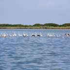 Eine Gruppe von flamingos schwimmt in einem See