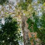 Ein sehr großer Baum im Wald mit vielen Blättern